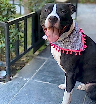 Etiler Pet House Galeri 1