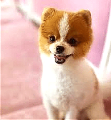 Etiler Pet House Galeri 10