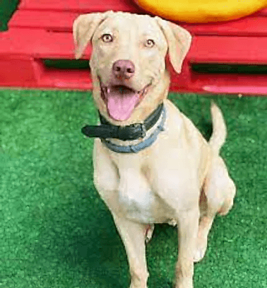 Etiler Pet House Galeri 13