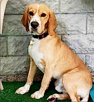 Etiler Pet House Galeri 15