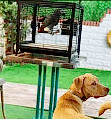 Etiler Pet House Galeri 16