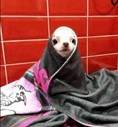 Etiler Pet House Galeri 18