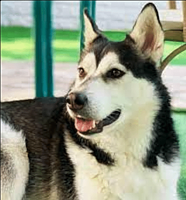 Etiler Pet House Galeri 19