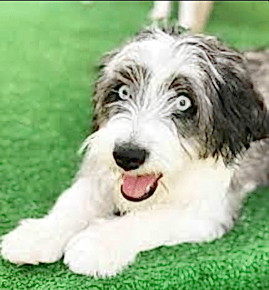 Etiler Pet House Galeri 21