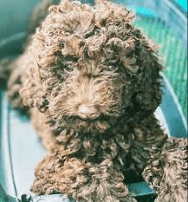 Etiler Pet House Galeri 22