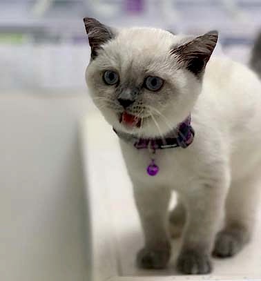 Etiler Pet House Galeri 3