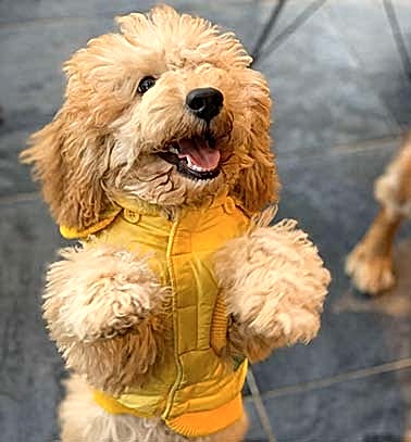 Etiler Pet House Galeri 5