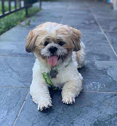 Etiler Pet House Galeri 7