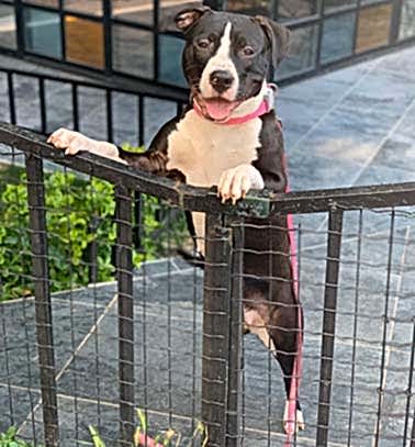 Etiler Pet House Galeri 9